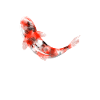 Koi Karpfen Aquarell