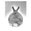 Bunny from behind