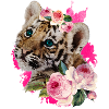 Baby Tiger