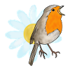 Robins and marguerites