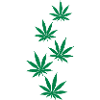 Marijuana