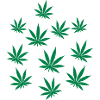 Marijuana