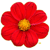 Red flower with yellow heart