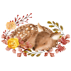 Sleeping fawn