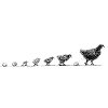 Development of a chicken