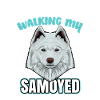 Samoyede Samoyed
