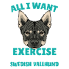 Swedish Vallhund Swedish Vallhund