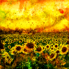 Les tournesols abstraits wsstd