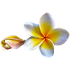 Weisse plumeria oder Frangipani Blume