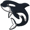 Baleine d'Orca