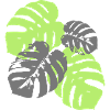 Monstera