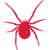 Spinne - spider