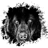 Schäferhund