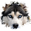 Husky