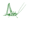 Grasshopper