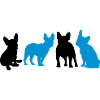Französische Bulldogge