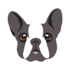 Pug dog gift