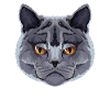 grumpy britisch Kurzhaar Katze Katzenliebhaber