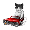 European Shorthair cat drives red sports car