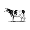 cow