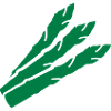 Asperge