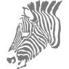 zebra