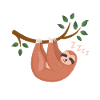 sloth