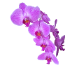 Orchidee