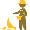 Farmer feeding the chickens