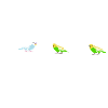 budgerigar