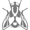 fly insect 1112