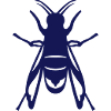 frelon asiatique insecte 1112