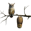 Owls