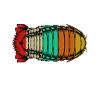 giant isopod