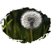 Dandelion2