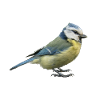 Vogel Blaumeise