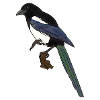 Magpie, raven, bird