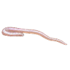Regenwurm