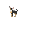 Chihuahua Mom
