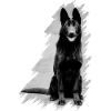 German shepherd