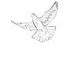 Pigeon - one line drawing