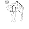 Kamel Dromedar - one line drawing