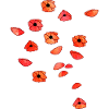 Mohnblüten