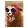 Alpaca with sunglasses