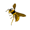 wasp