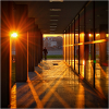 Sunset Shadows