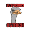 Humorous snapshot with ostrich bird