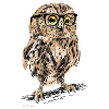 AD Owl