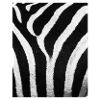 Zebra Fur