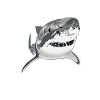 I love sharks